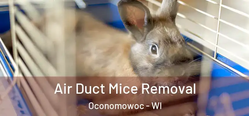  Air Duct Mice Removal Oconomowoc - WI